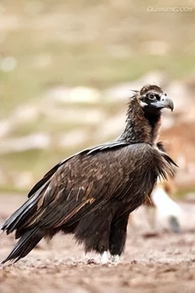 两米长巨鸟袭击村民后果令人震惊,河南巨型鸟王