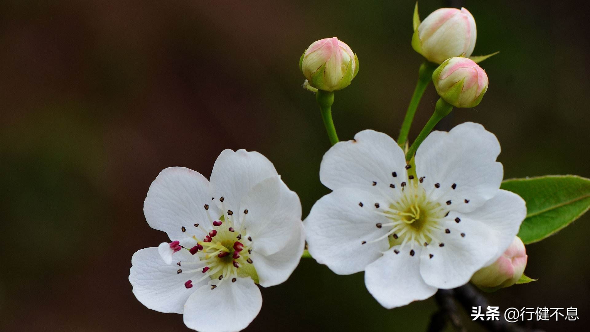 洒落最经典十首梨花诗句,赞美梨花一枝春带雨的诗句