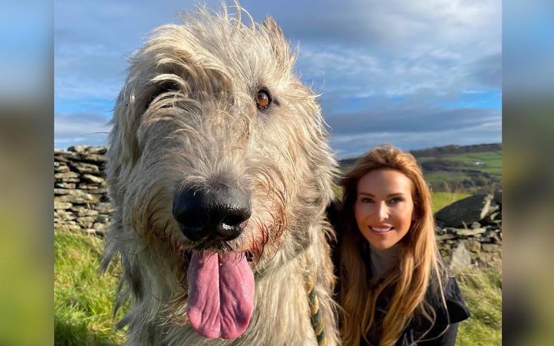 人工杂交寿命最短的狗,寿命短的狗有哪些表现