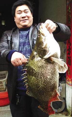 中国野生鱼排名,野生鱼数量排名