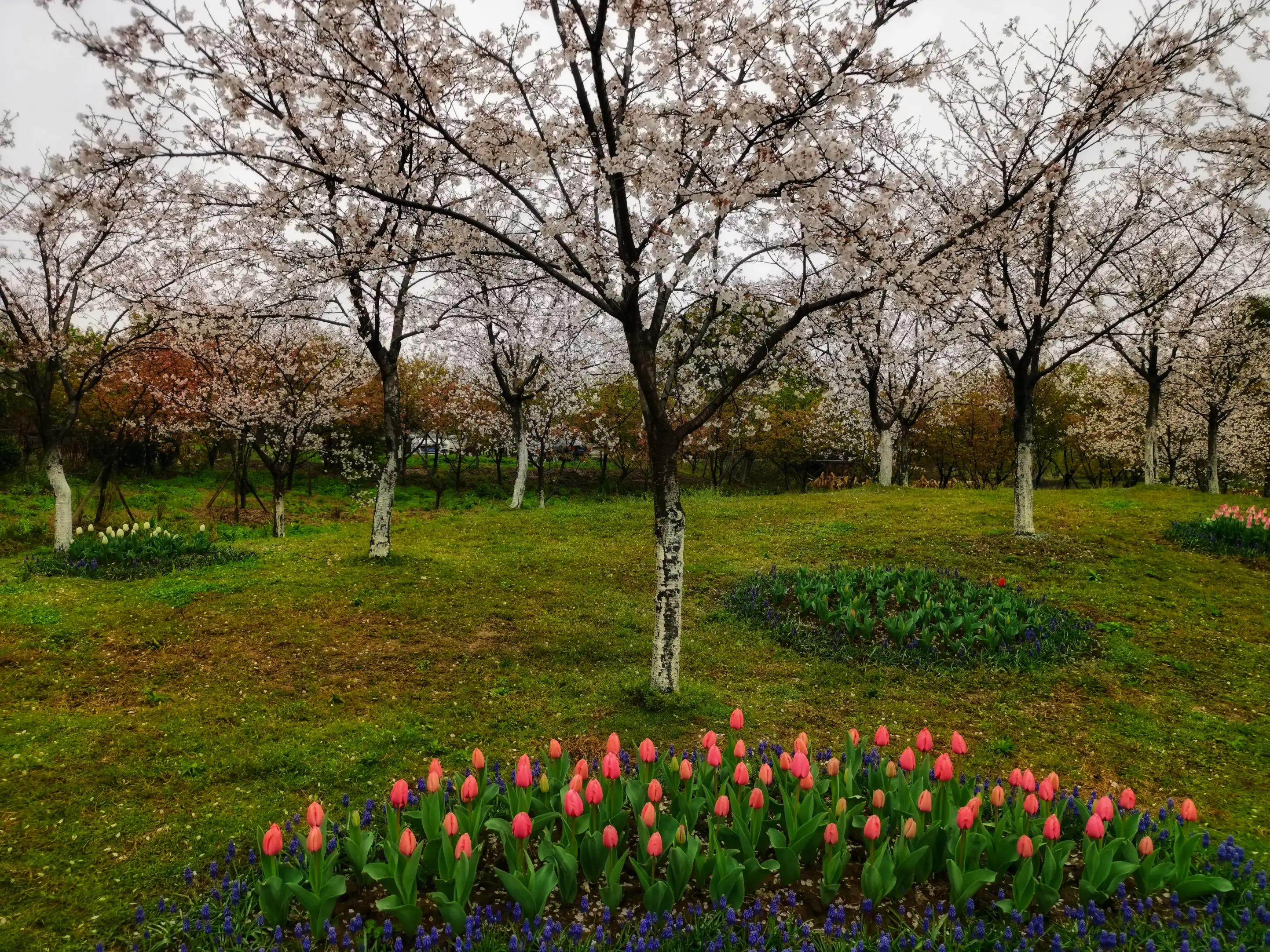 湖北宜昌花海赏花,枝江同心花海四月有什么花