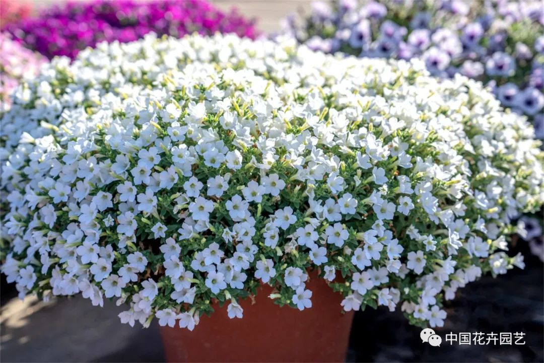 鑺卞崏鍝佺灞曠ず,鏂颁紭鑺卞崏鍝佺灞曠ず