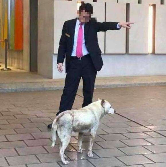 狗狗爱睡觉不容易训练怎么办,狗狗不停抓痒怎么办