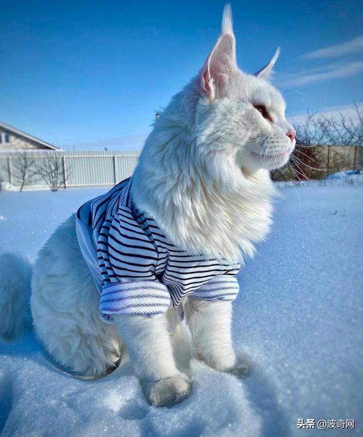 俄罗斯大块头猫咪,来自俄罗斯的猫