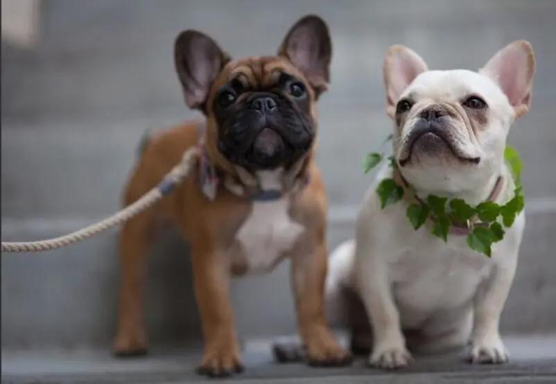 狗狗打嗝怎么办快速止嗝方法,小狗狗打嗝怎么办快速止嗝