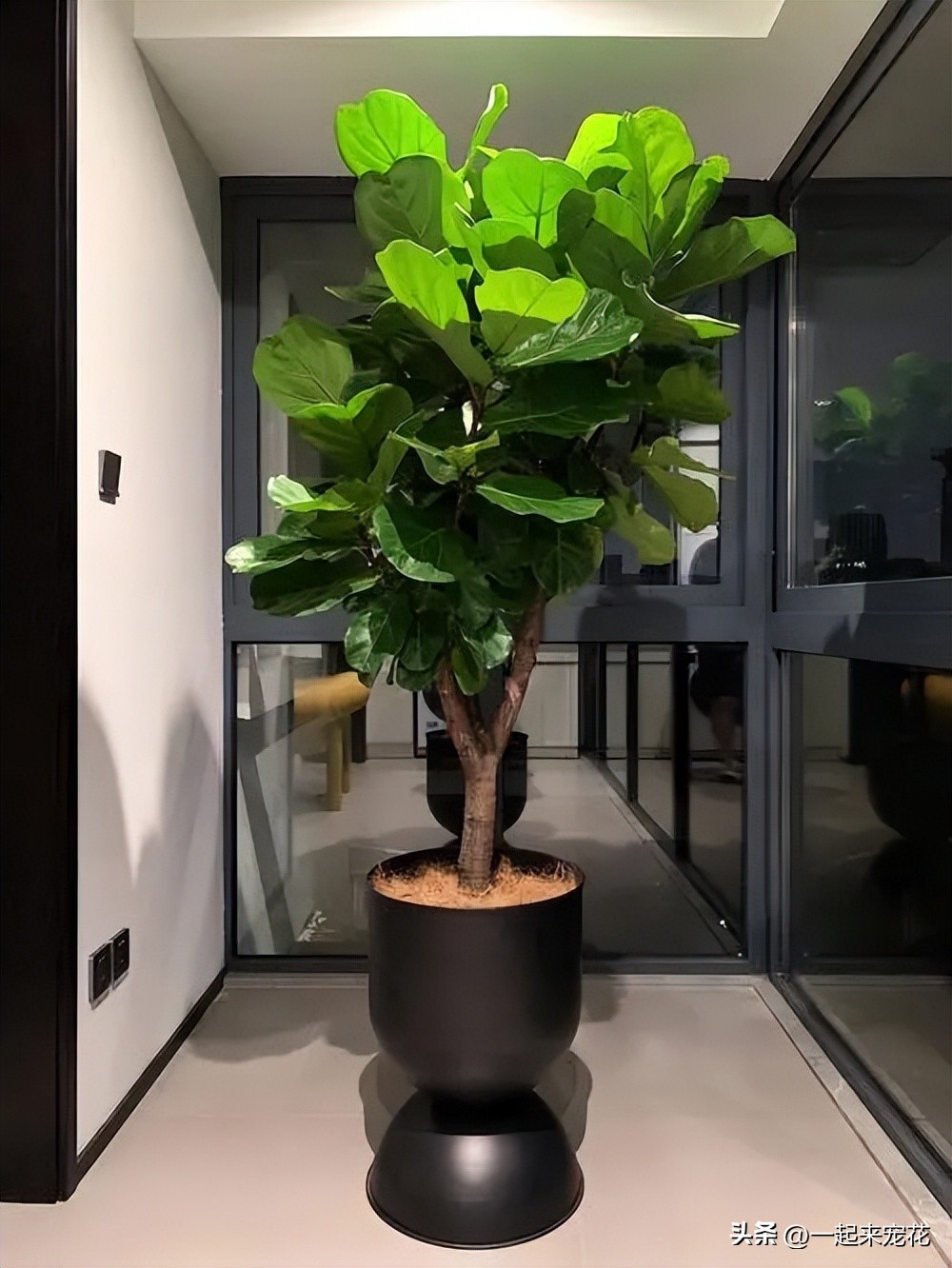 屋里放什么绿植寓意好还净化空气,新房装修好买什么绿植能净化空气