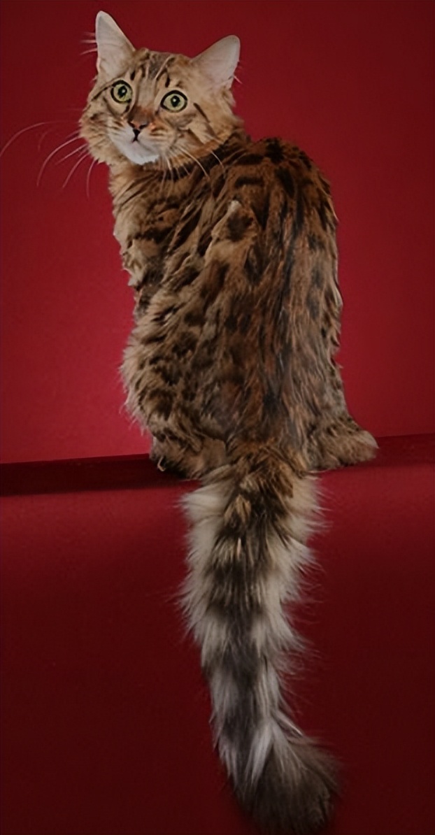 纯种猫咪有哪些颜色,纯种宠物猫有哪些品种