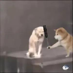 最近比较火的小狗表情包,最近特别火的小狗表情包