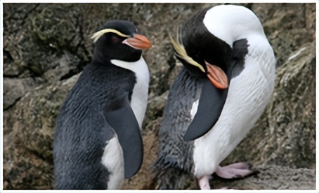 鸟类在分类学中统称为什么,鸟纲分类总表