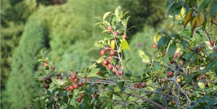 山茶油还能美容美发