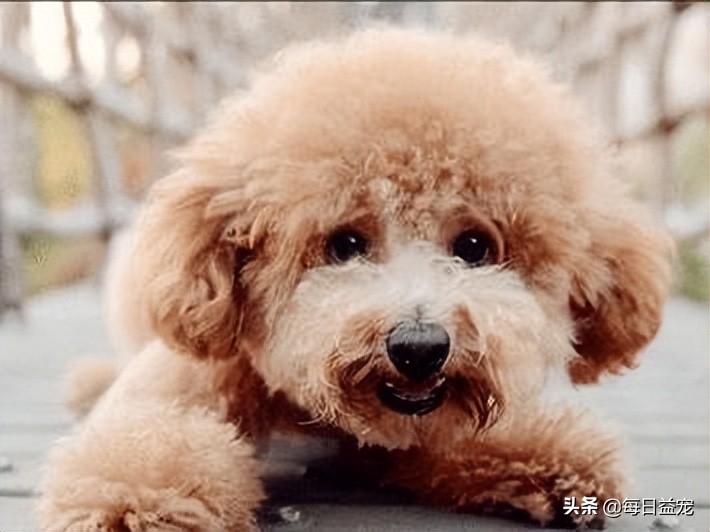 泰迪犬也会有压力的！这些行为是在提醒你，它的压力很大