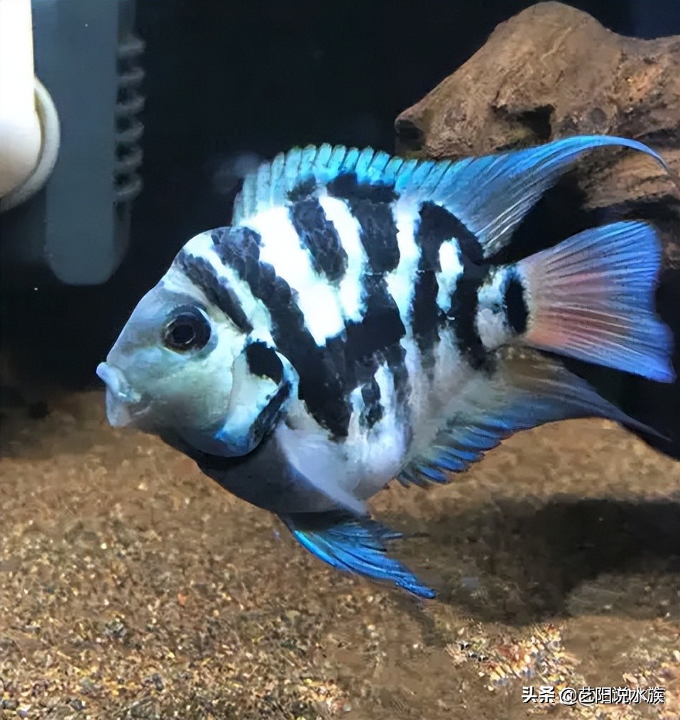 新手养金鱼不加氧,新手养鱼养什么鱼不繁殖的