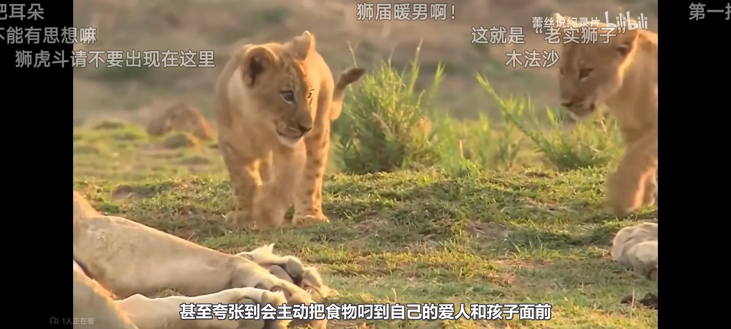 最疼爱小狮子的公狮,公狮爱母狮