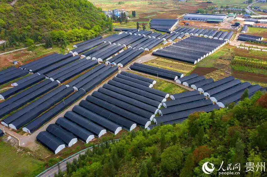 世界生态环境日,世界环境日森林地球日