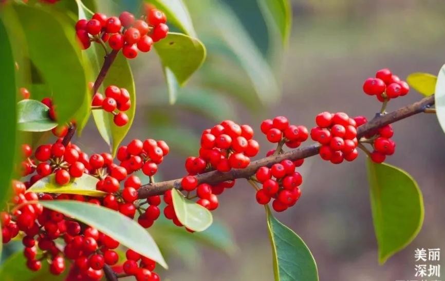 深圳11月有花的最佳去处,深圳花海公园十月有花看