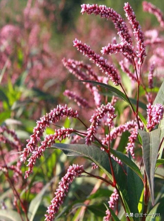 野生辣蓼草图片,有香味的白辣蓼