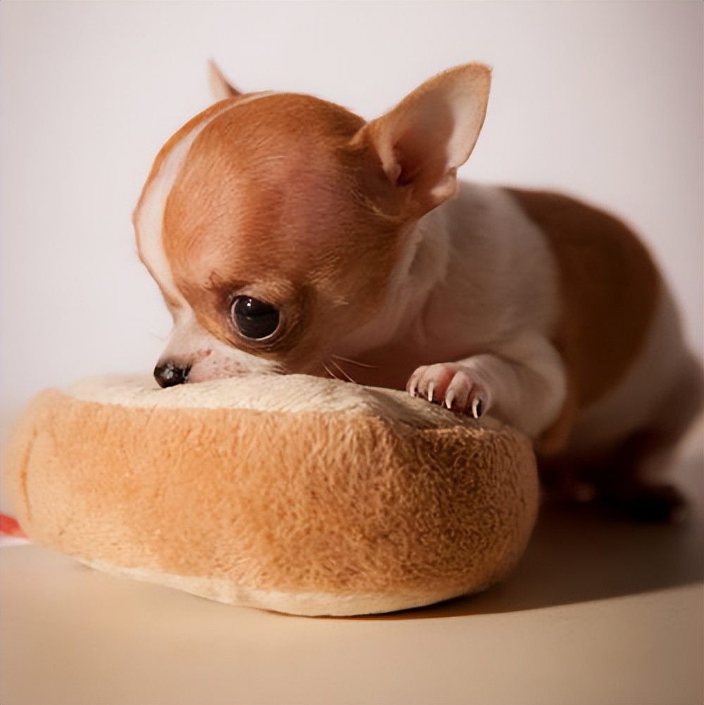 为何养吉娃娃的越来越少了,为什么中国养吉娃娃那么多人喜欢