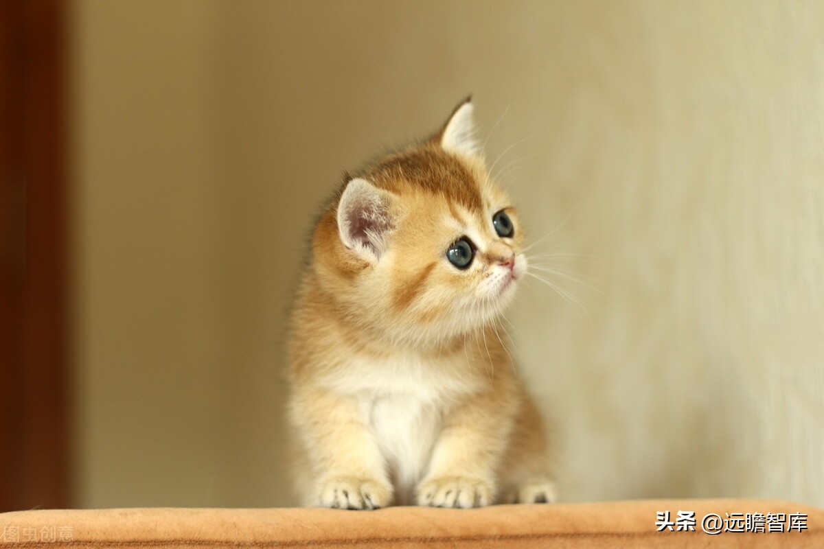 天津瑞普生物科技有限公司禽药,瑞普生物禽用疫苗公司