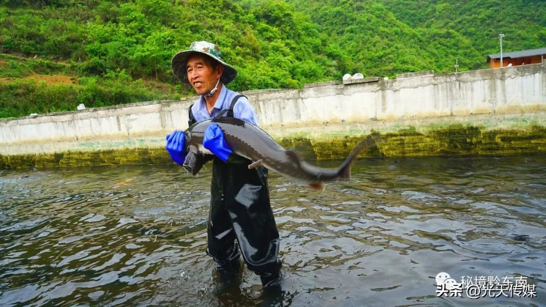 黄平县上塘镇：鲟鱼“游出”小山村冷水养殖富村民