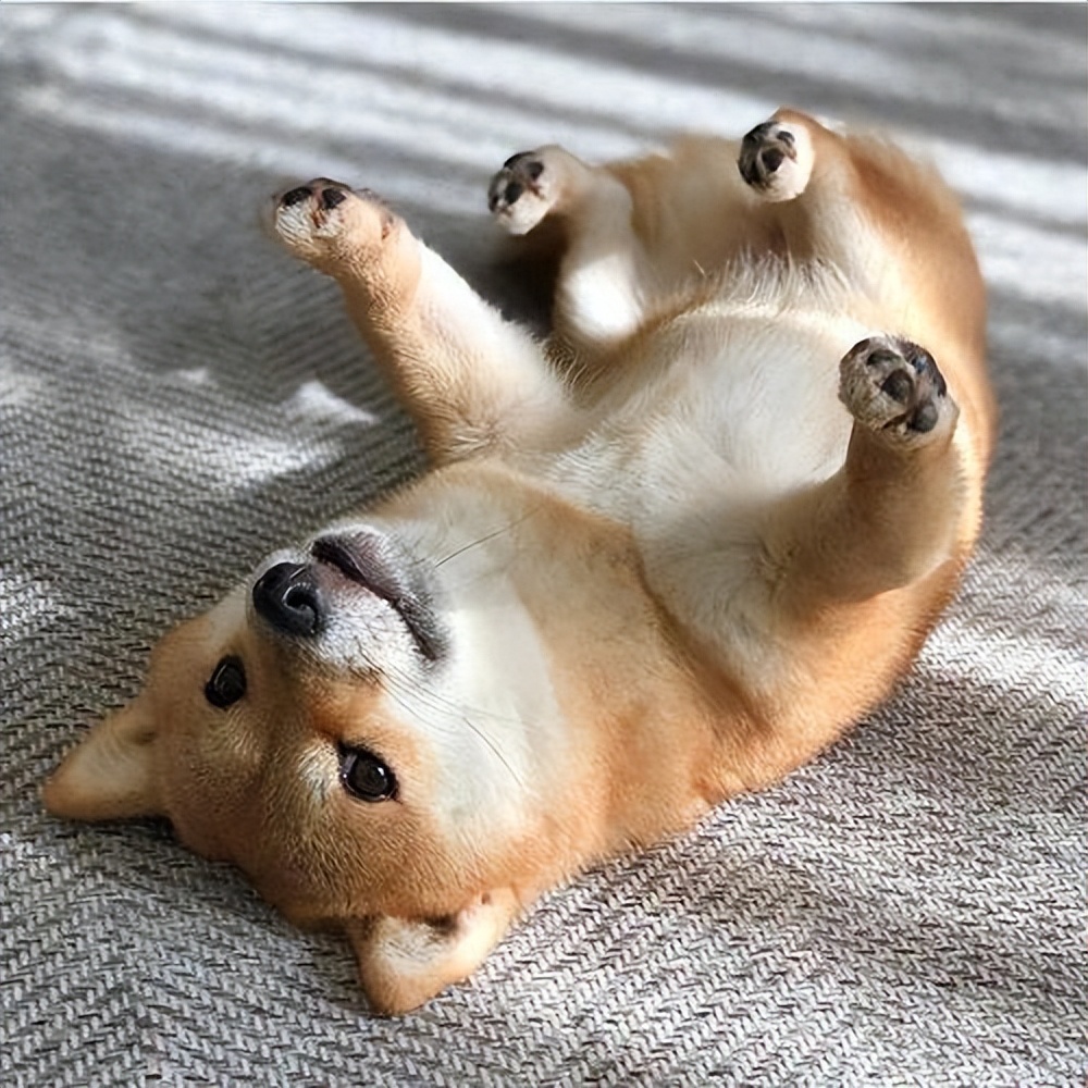 养一只柴犬好吗,柴犬可怕视频大全