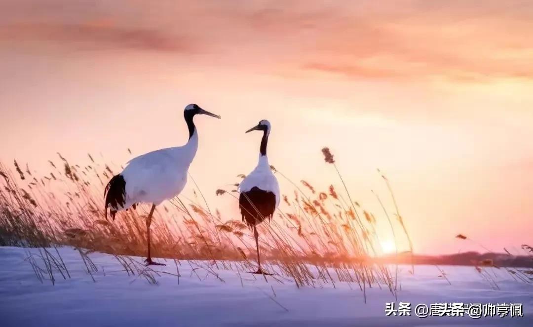 愁人独坐书窗下什么意思,愁人正在书窗下一片飞来一片寒