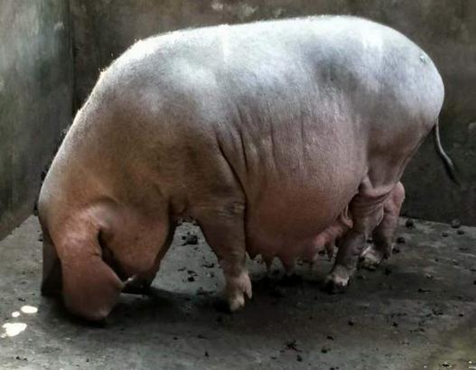 母猪拉稀是什么原因怎样治疗,母猪拉稀便怎么回事