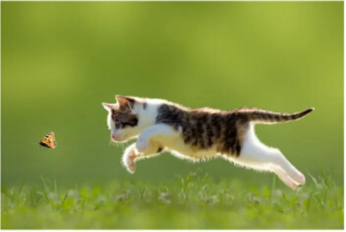 猫咪总是疯跑并往人身上蹦,猫咪大晚上疯跑然后对着我叫