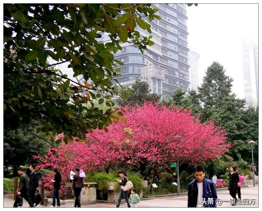 镜头记录老街,镜头里的重庆视频