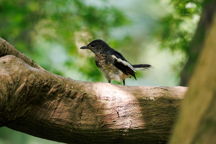 佳能eosr8打鸟,佳能eosr8拍视频变焦