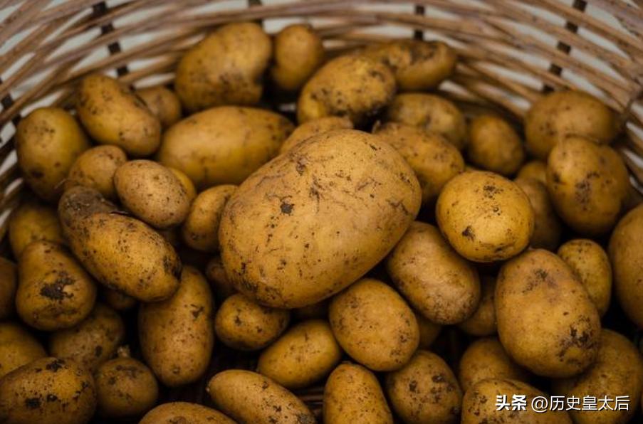 靠土豆击沉日本潜艇，还被农业协会嘉奖，号称土豆侠的奥班农号