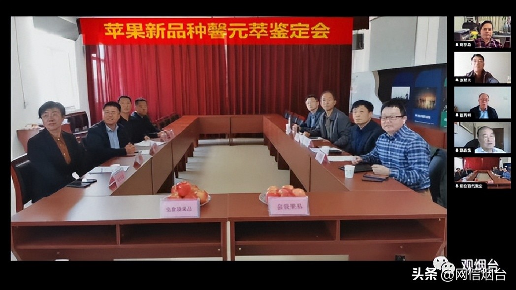 烟台苹果苗哪个最好栽,烟台地区苹果树苗新品种