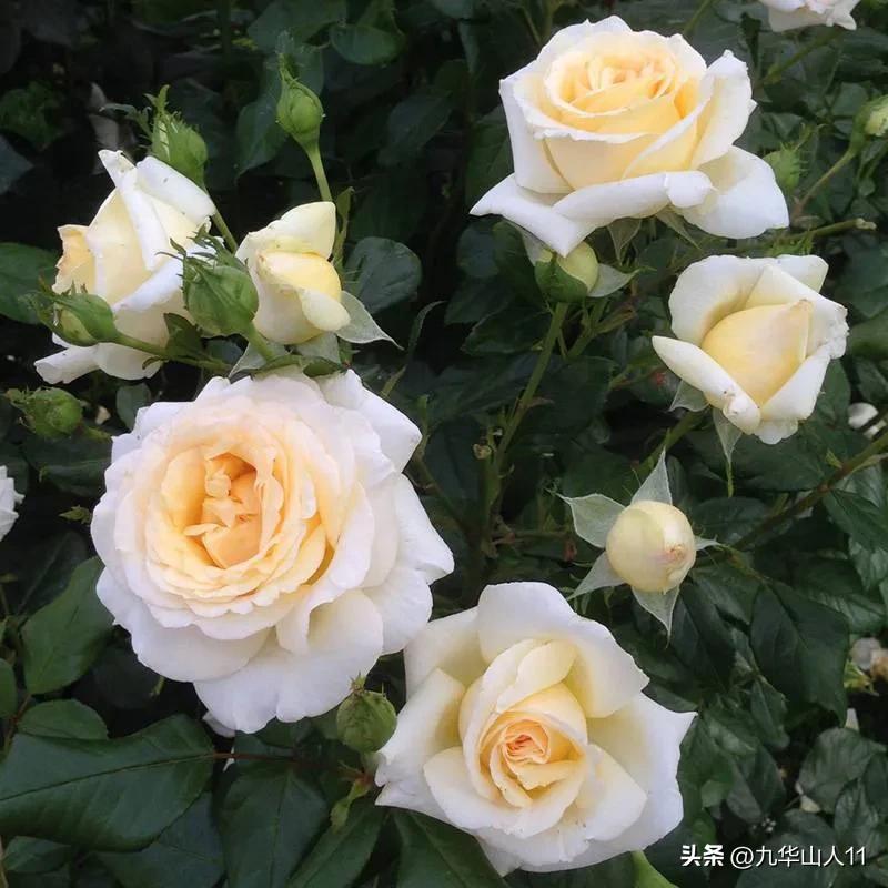 通过adr认证的月季品种,奥古斯塔路易斯月季是adr认证吗