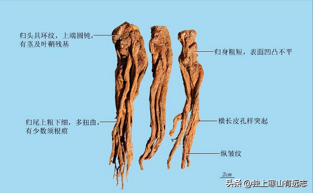 当归加什么可以治妇科,当归活血补血调经止痛润肠通便