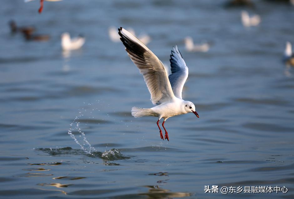 关于春天的诗词和优美句子,最美有关春天的诗词