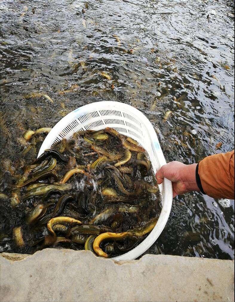 泥鳅养殖病害防治方案,养殖泥鳅易出现的病害