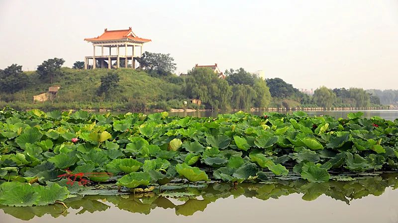 淮阳荷花节什么时间最好看,淮阳看荷花节开幕