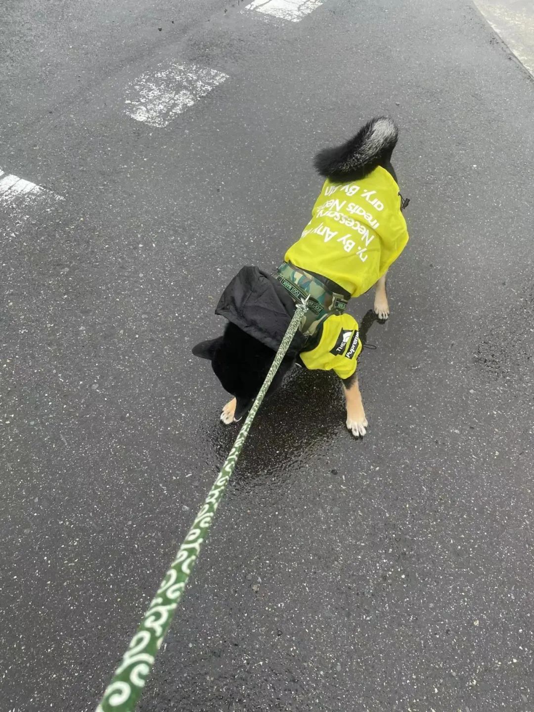 千万别养两只柴犬,千万不要养的狗子