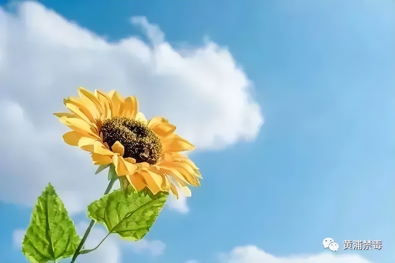 禁毒社工能给予禁毒人员什么帮助,禁毒社工职业价值感