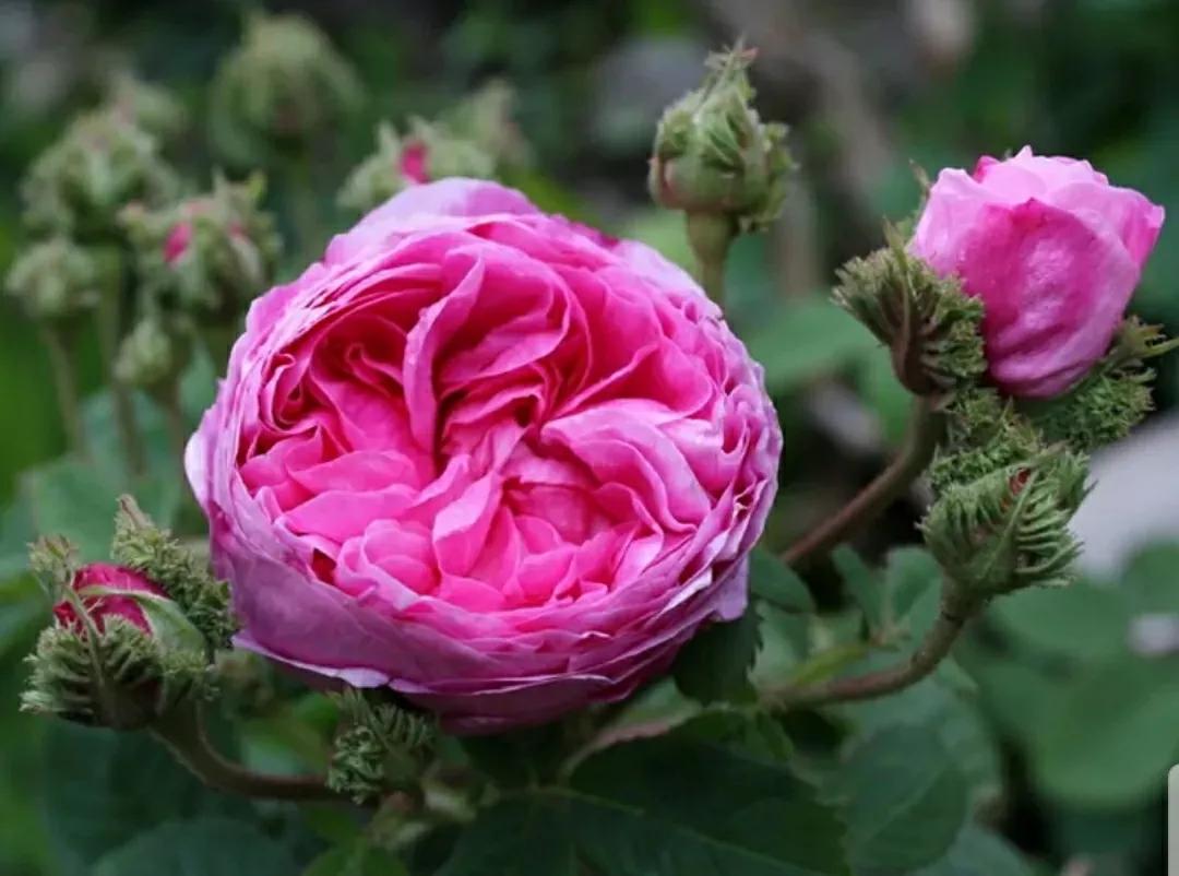 月季蔷薇玫瑰三者的区别图,蔷薇月季玫瑰的区别和联系