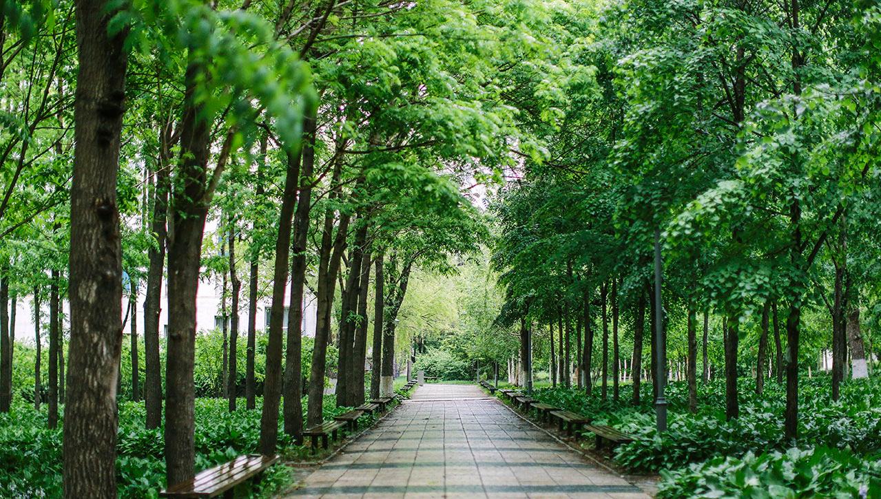 东北林业大学是双一流吗,东北林业大学是双一流学校么