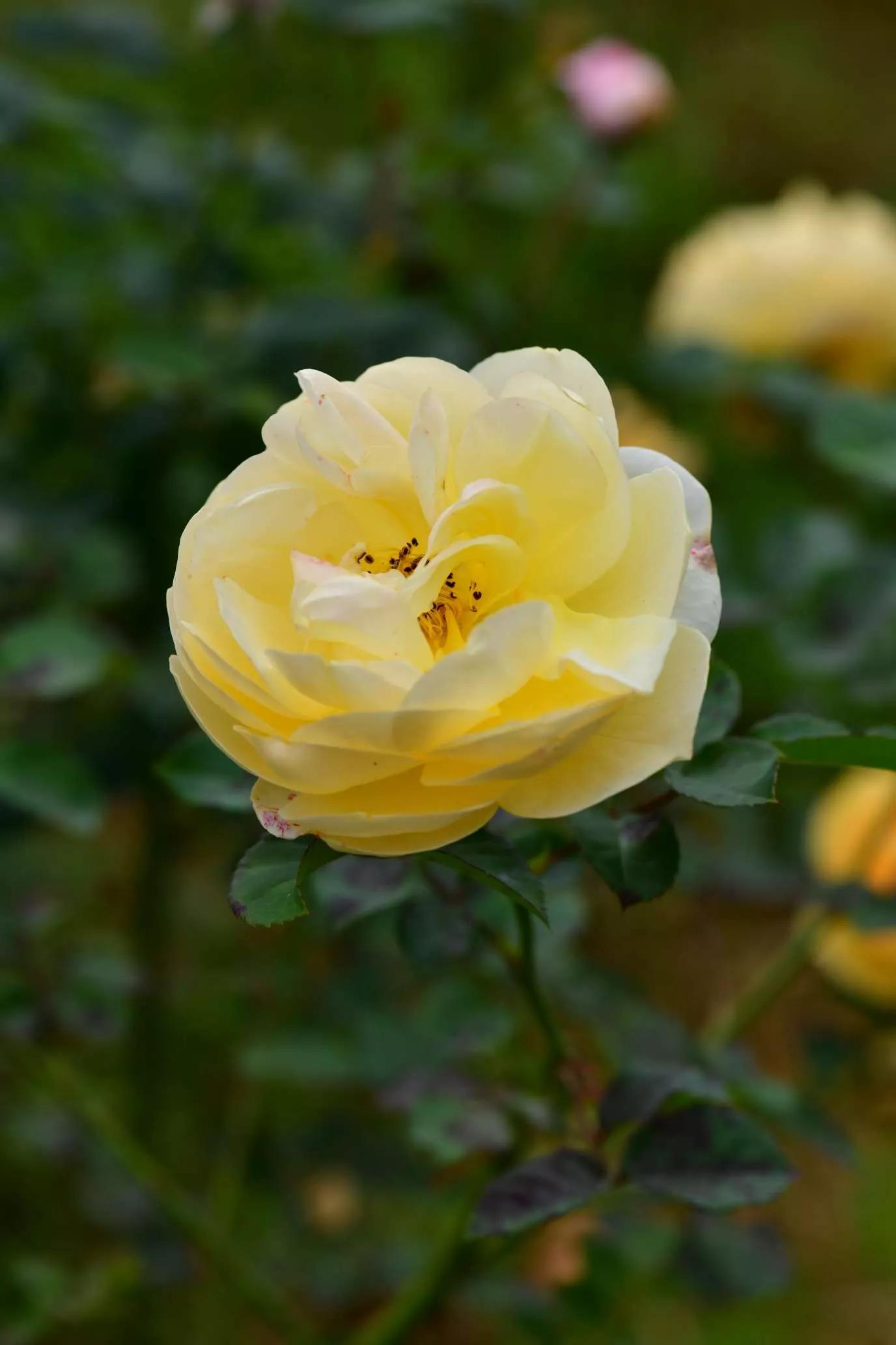 所有花的名称大全,认识各种花的寓意