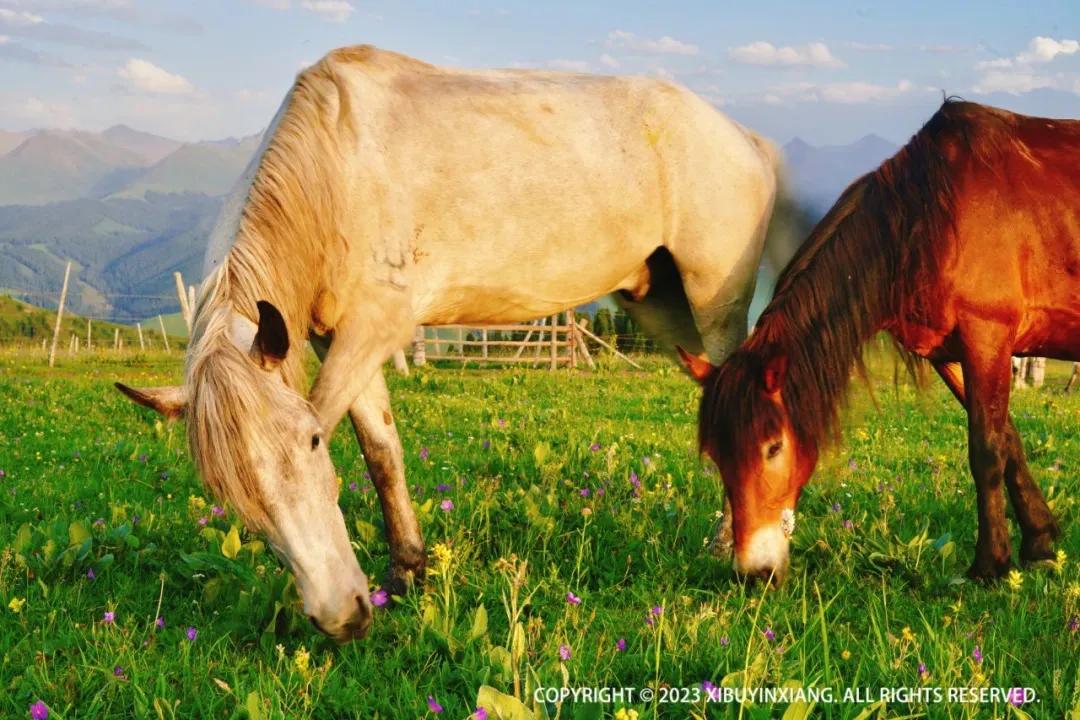夏季旅游避暑旅行攻略大全,8月避暑旅游最佳地方国内3-5天