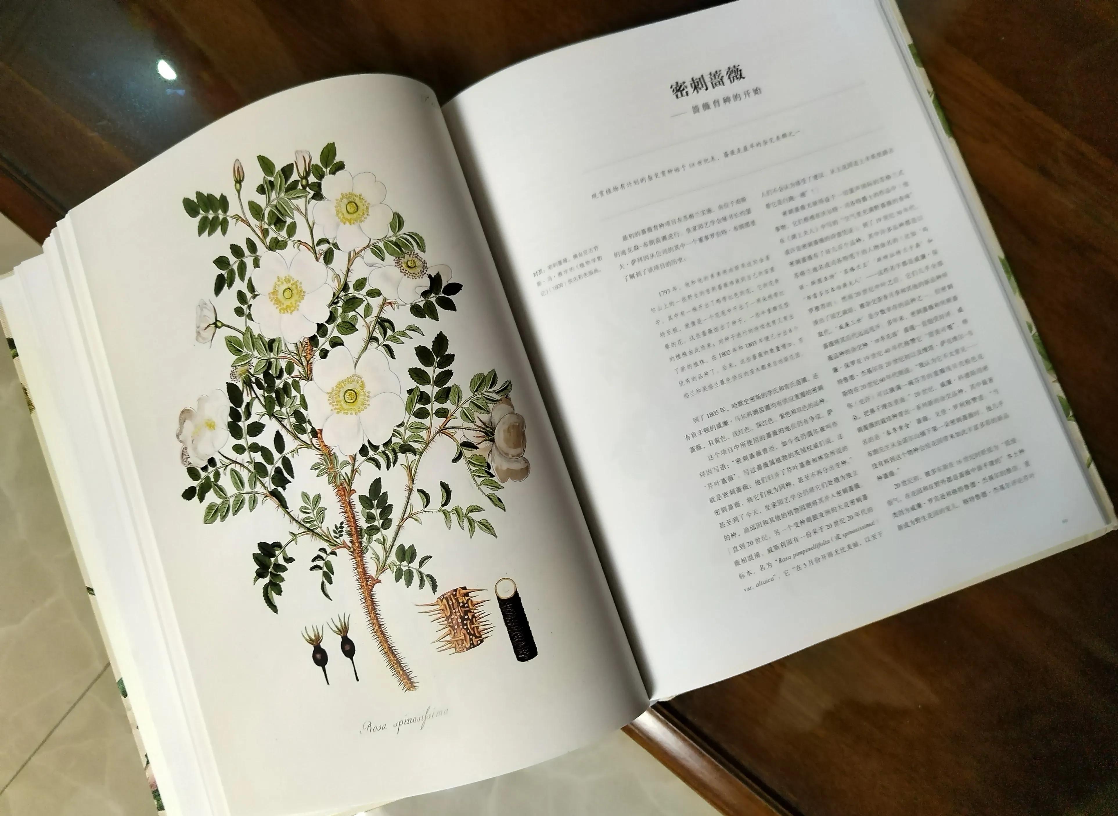 19朵香槟玫瑰花语的含义,6朵粉玫瑰花朵数代表含义