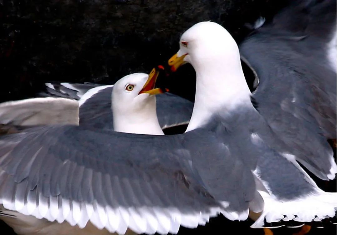 威海2天1夜攻略,威海2天一夜旅游攻略