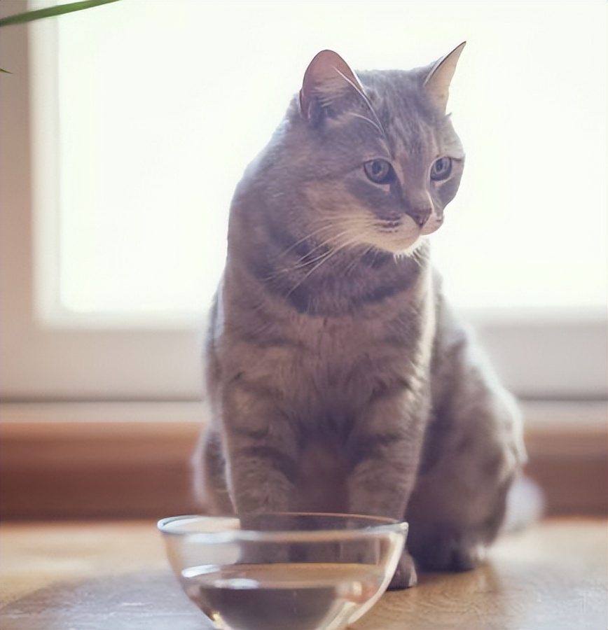 猫咪便秘怎么办快速排便吃什么药,猫咪便秘如何快速通便