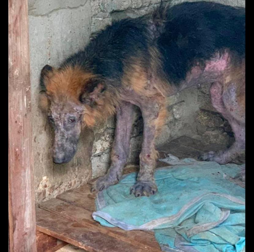 德牧被关在玻璃门,德牧被关笼子