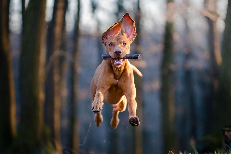 狗狗日常喂养小知识大公开,饲养狗狗的必备知识和技能