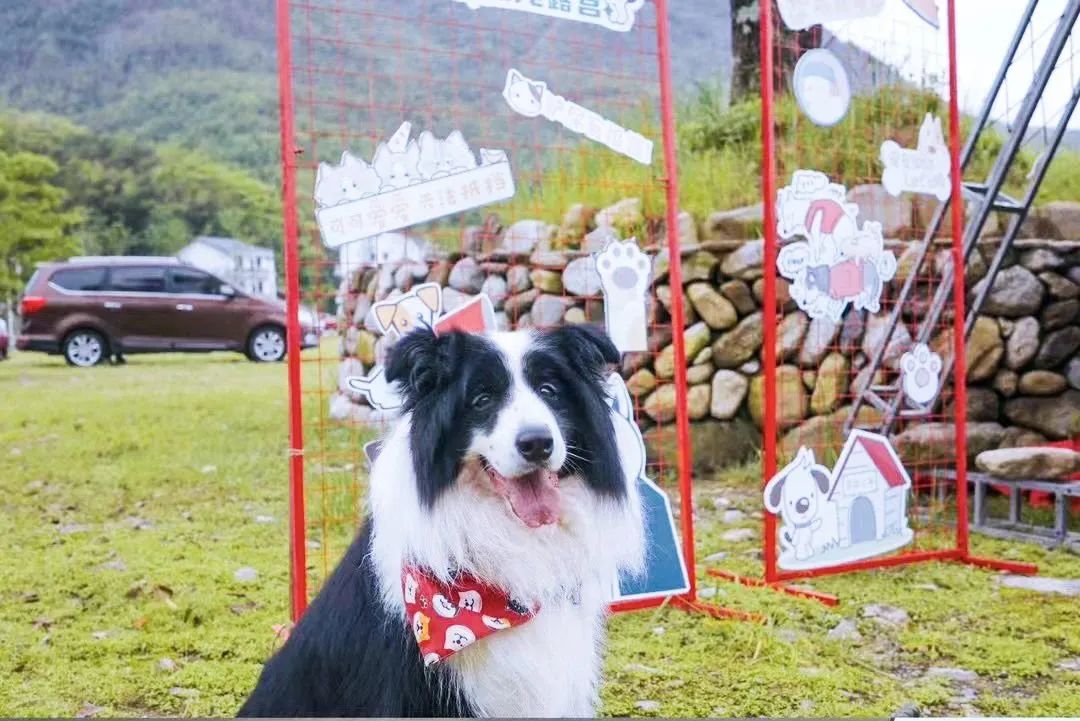 萌宠暴击！对不起我家狗子太萌了，想请你看一下！