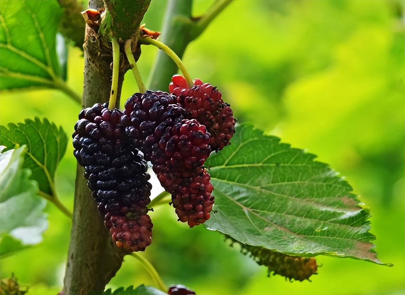 又到了麦稍要黄的季节，北方的这4种水果，也到了成熟的时刻