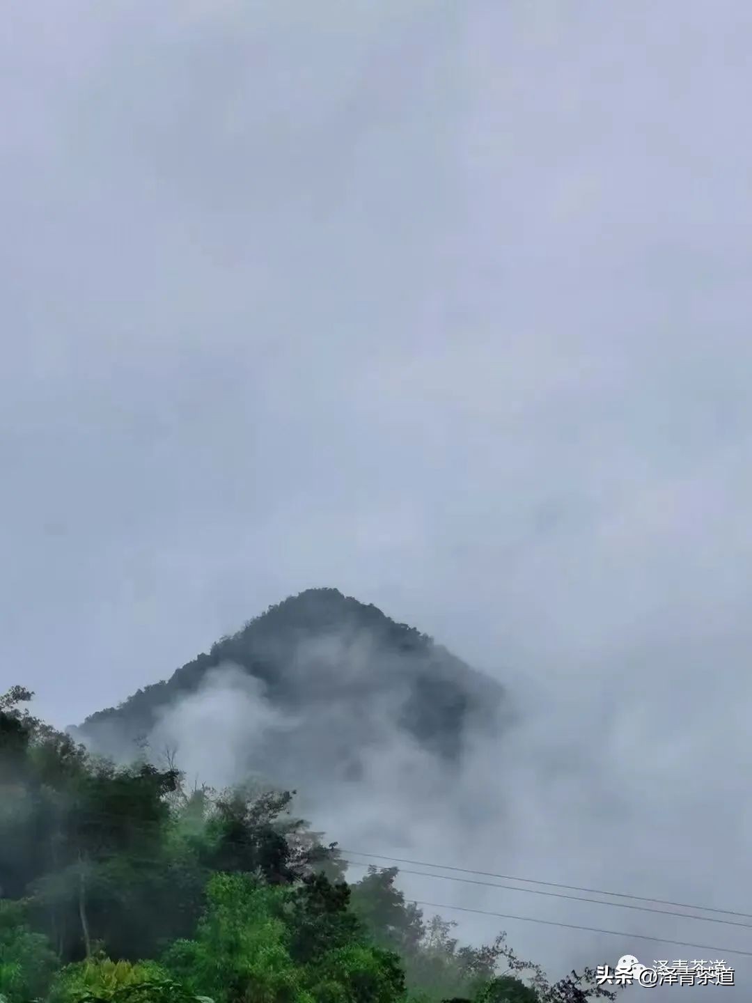 茶树为什么多生“南”而不生“北”？